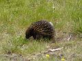 Echidna, Sherbrook Forest PIC00272